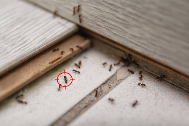 Best Residential Pest Control  in South Whittier, CA