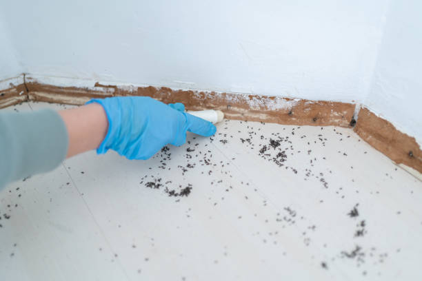 Best Best Pest Control Companies  in South Whittier, CA